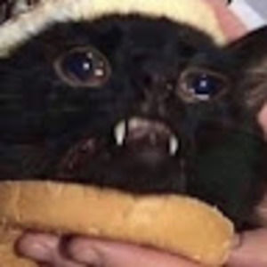 Meet your Posher, A.